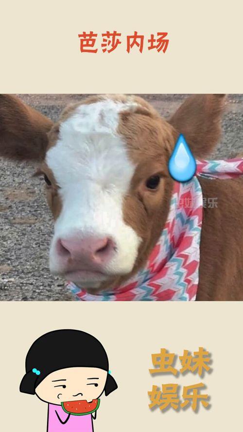 娱乐吃瓜酱喜羊羊,娱乐吃瓜酱的趣味解读  第3张